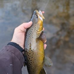 Brown Trout from Wisconsin 